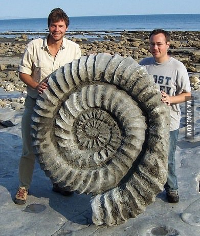 A giant ammonite from millions of years ago