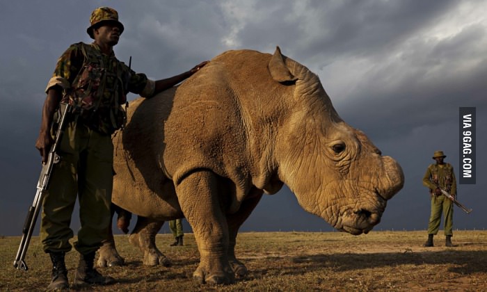 A picture of loneliness: You are looking at the last male northern white rhino