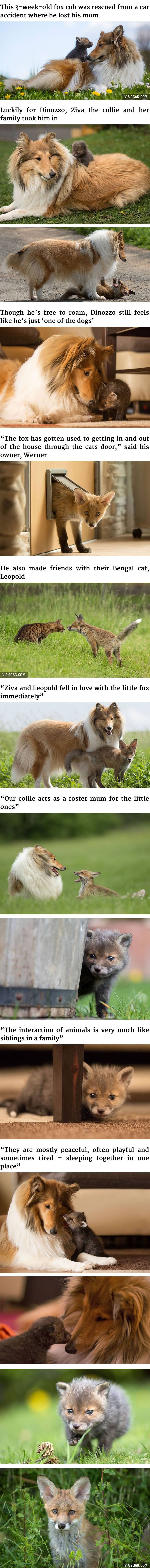 After His Mom Died In A Car Accident, This Fox Cub Was Adopted By A Loving Momma Dog