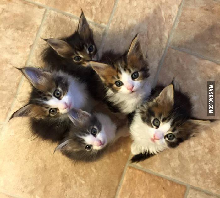 Baby Maine Coons