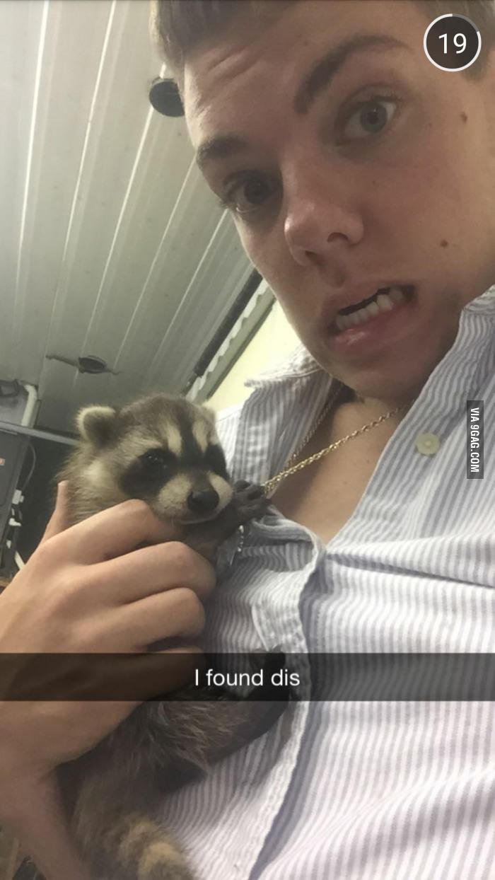 Baby racoon my friend found