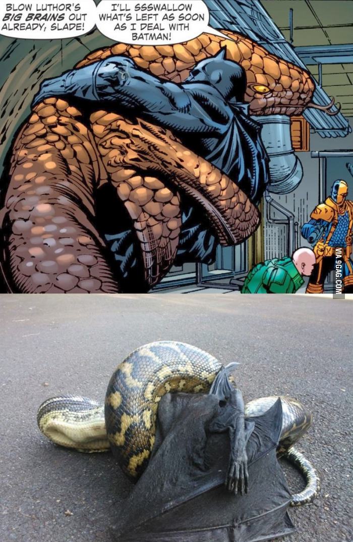 Batman vs Copperhead