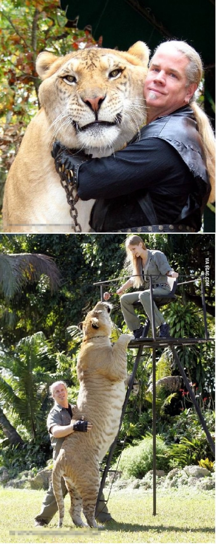 For cat lovers, Male Lion + Female Tiger = Liger, the biggest and rarest cat on earth