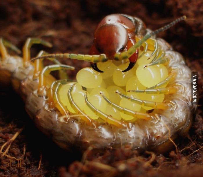 Giant Centipede holding her eggs