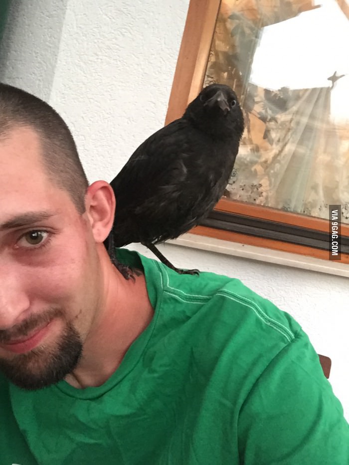 I&#039;ve heard you love pets. Here&#039;s my Raven.