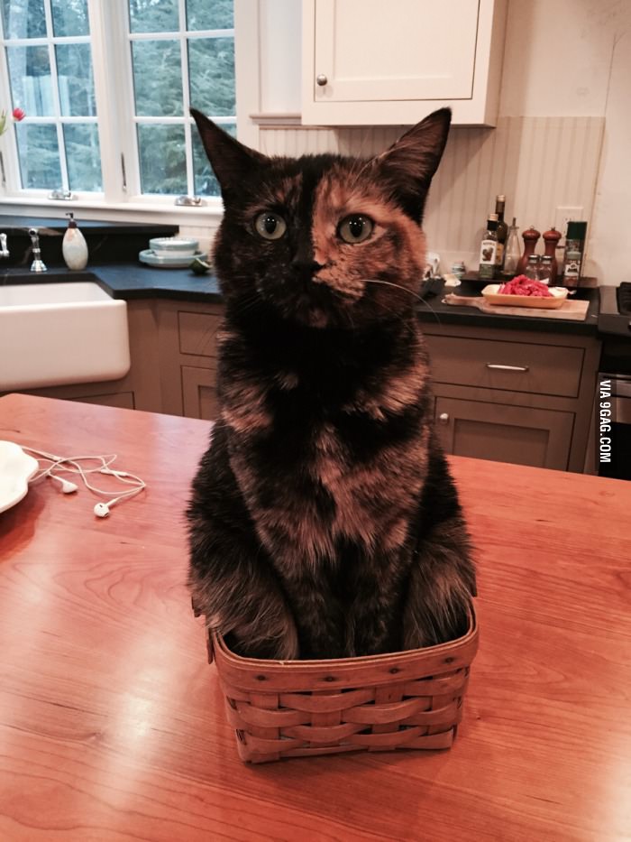 If I fits, I sits.