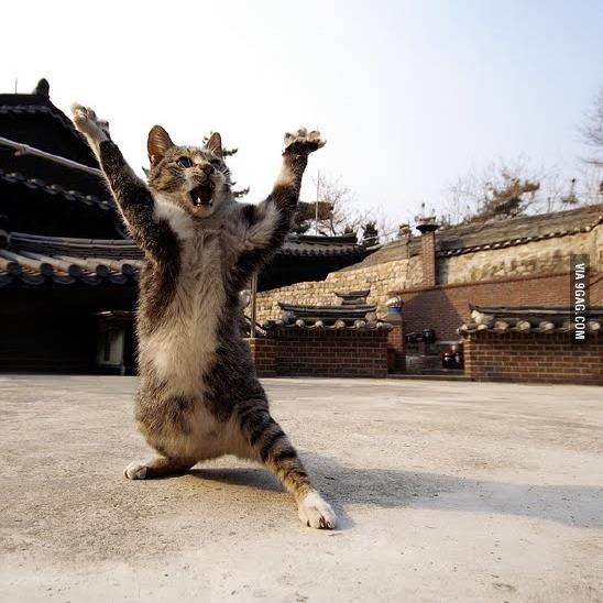 Kung Fu Cat