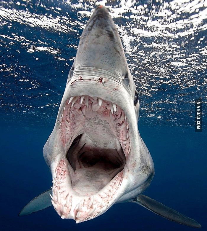 Shark Attack on Photographer Underwater