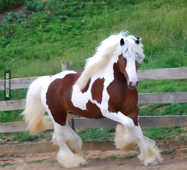 The most fabulous horse you&#039;ll ever see