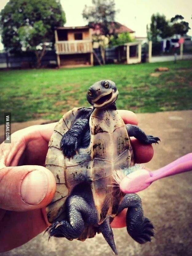 This turtle who loves getting his little tummy brushed.