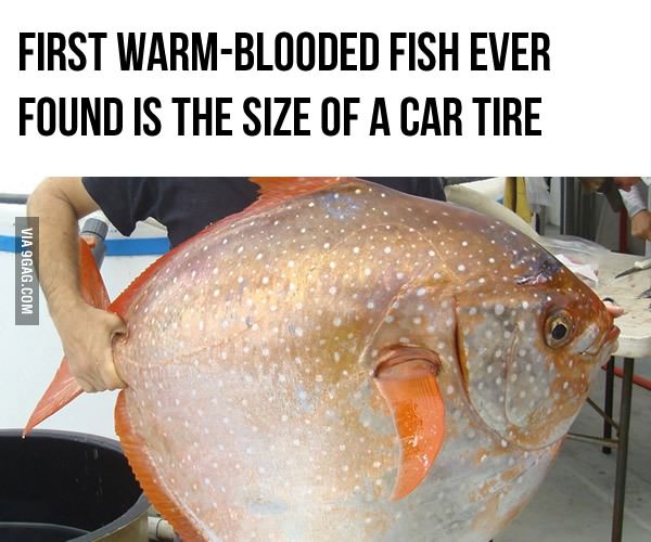 Warm-blooded fish with a size of a car tire? WTF?