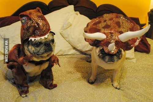 Welcome, to Jurassic Pug!