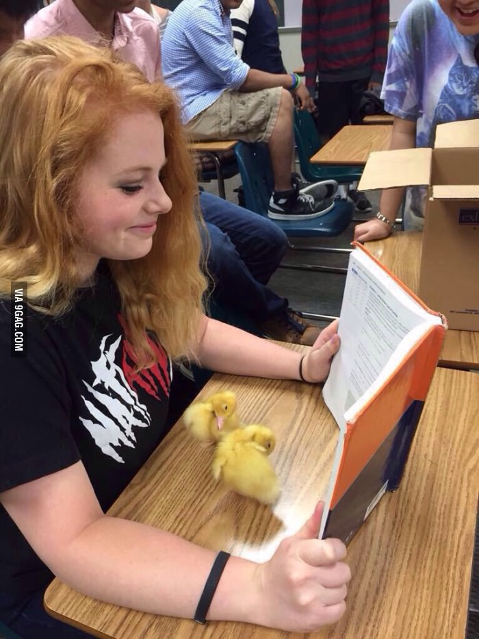 When your teacher thinks you&#039;re studying, but you&#039;re actually playing with ducks.