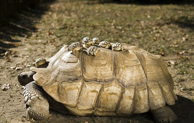 Adorable! 140 Year-Old Tortoise Wearing Her 4 Day-Old Baby As A Hat