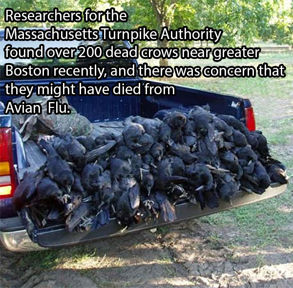 After Concerns Over 200 Dead Crows In Boston, Researchers Discovered The Shocking Result