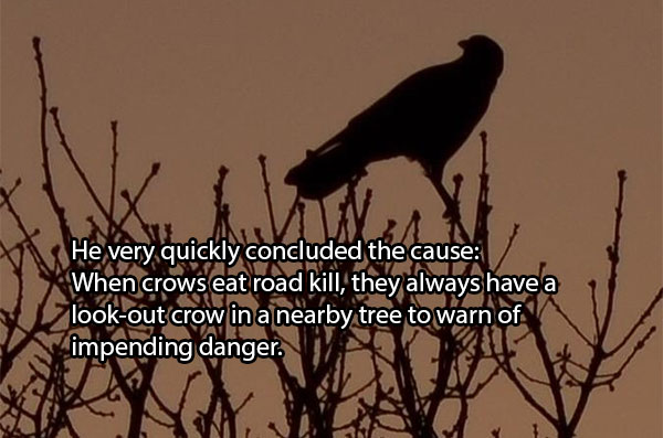 After Concerns Over 200 Dead Crows In Boston, Researchers Discovered The Shocking Result