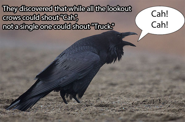 After Concerns Over 200 Dead Crows In Boston, Researchers Discovered The Shocking Result