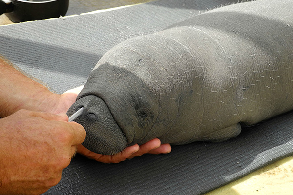 After Its Mother Was Killed, This Baby Manatee Had No Way To Survive. And Then This Happened