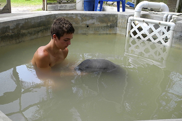 After Its Mother Was Killed, This Baby Manatee Had No Way To Survive. And Then This Happened