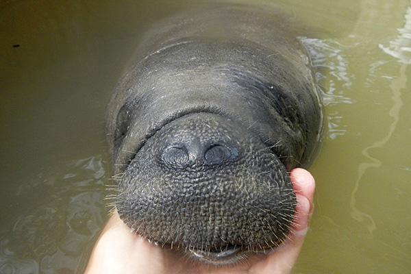 After Its Mother Was Killed, This Baby Manatee Had No Way To Survive. And Then This Happened