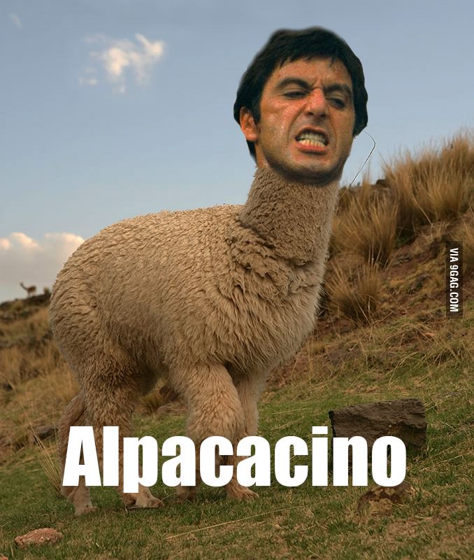 Al pacino + Alpaca = Alpacacino