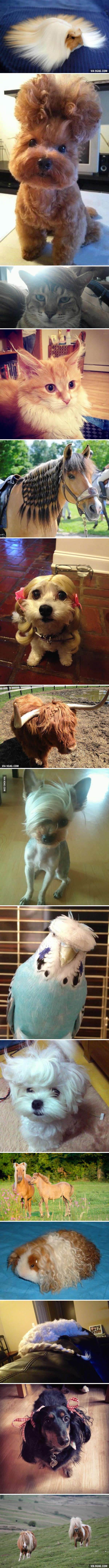 Animals who are just having a killer hair day