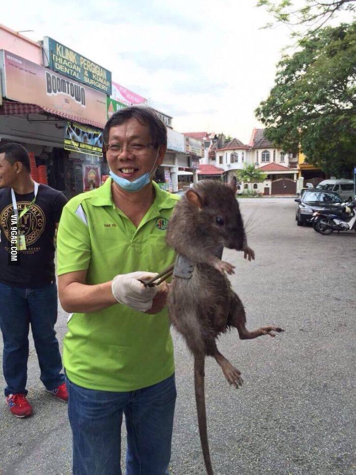 Big rat caught