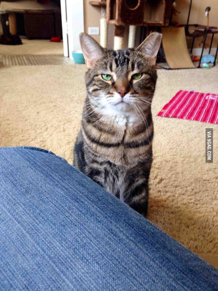 Cats don&#039;t beg for food. They sit patiently while you decide to do the right thing.