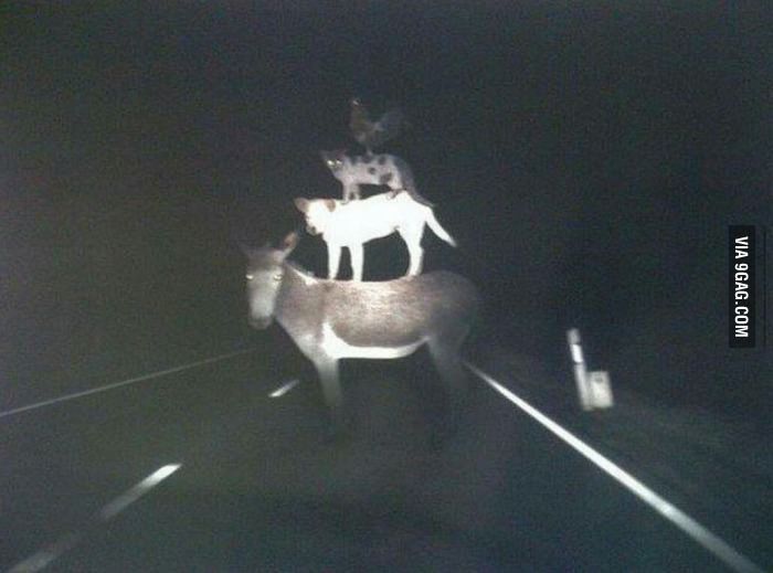 Driving at night when suddenly