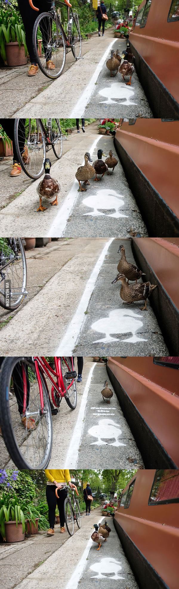 Ducks get their own &quot;Duck Lanes&quot; Near the Canal Walkways in London