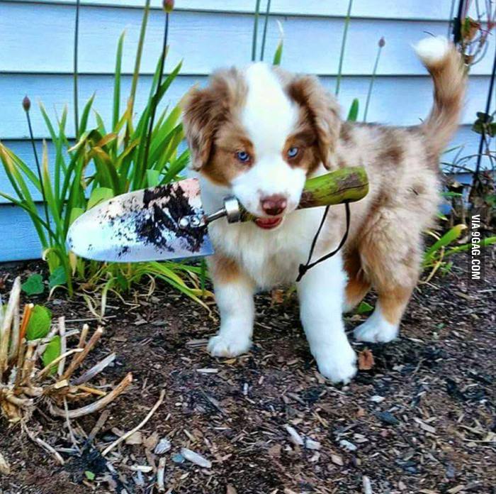 Everybody meet Tucker! Does he look like he just dug a hole for the body?