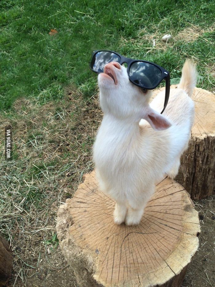 Goat staring at the sky.