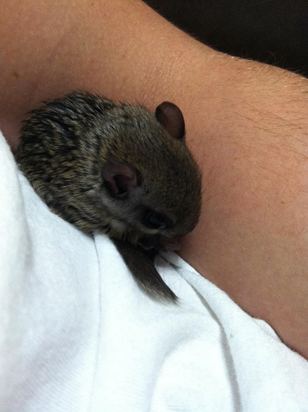 He Rescued A Flying Squirrel And Gave Him A Wonderful Life. This Heartwarming Tribute Brought Me To Tears