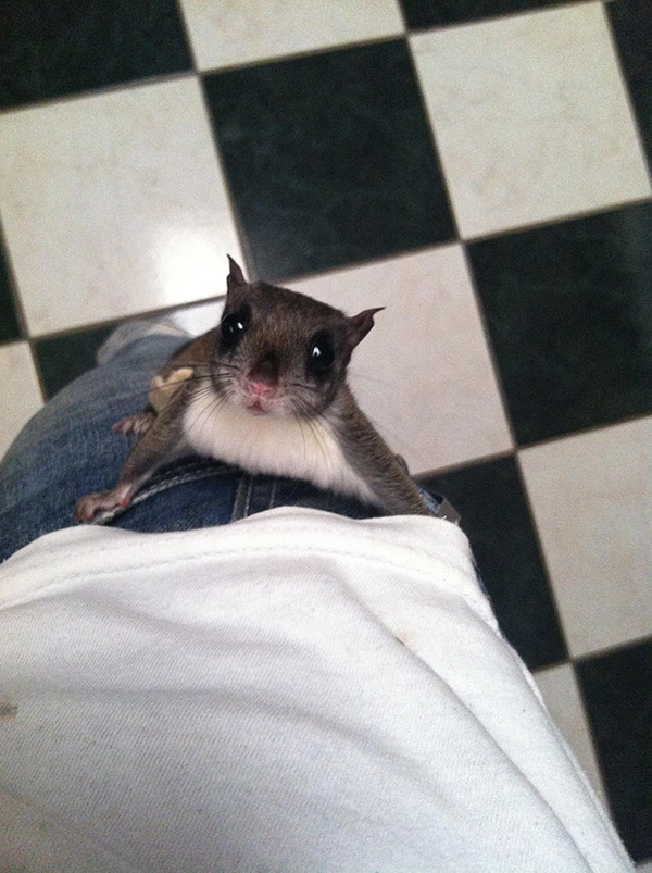 He Rescued A Flying Squirrel And Gave Him A Wonderful Life. This Heartwarming Tribute Brought Me To Tears