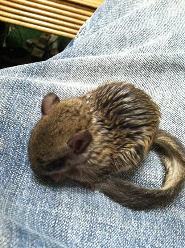 He Rescued A Flying Squirrel And Gave Him A Wonderful Life. This Heartwarming Tribute Brought Me To Tears