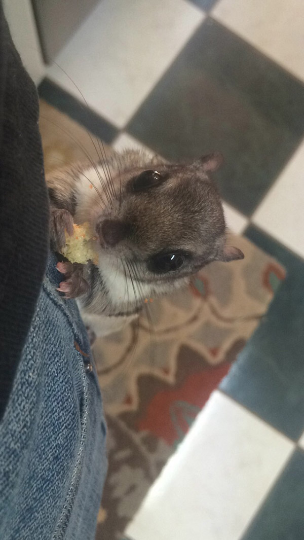 He Rescued A Flying Squirrel And Gave Him A Wonderful Life. This Heartwarming Tribute Brought Me To Tears