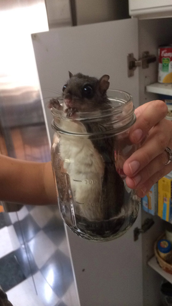 He Rescued A Flying Squirrel And Gave Him A Wonderful Life. This Heartwarming Tribute Brought Me To Tears