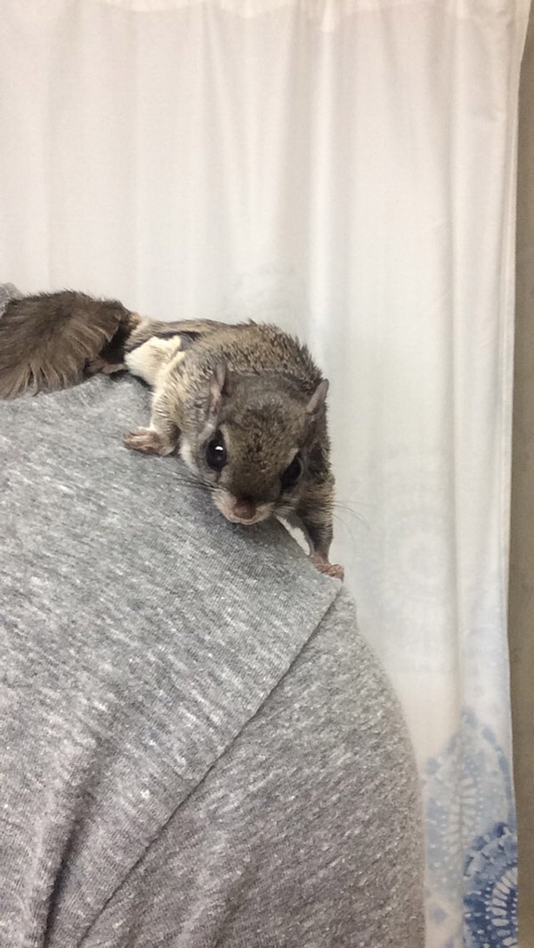 He Rescued A Flying Squirrel And Gave Him A Wonderful Life. This Heartwarming Tribute Brought Me To Tears