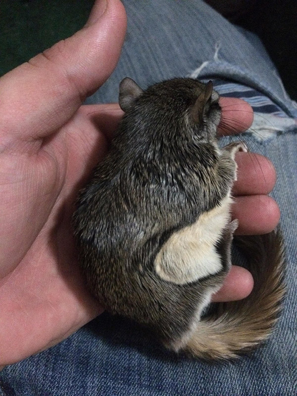 He Rescued A Flying Squirrel And Gave Him A Wonderful Life. This Heartwarming Tribute Brought Me To Tears