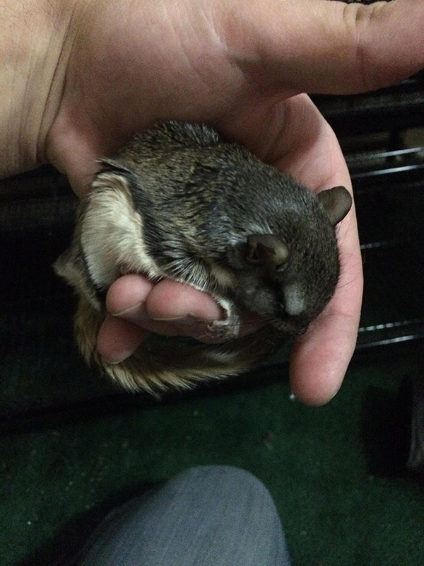 He Rescued A Flying Squirrel And Gave Him A Wonderful Life. This Heartwarming Tribute Brought Me To Tears