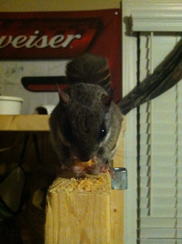 He Rescued A Flying Squirrel And Gave Him A Wonderful Life. This Heartwarming Tribute Brought Me To Tears