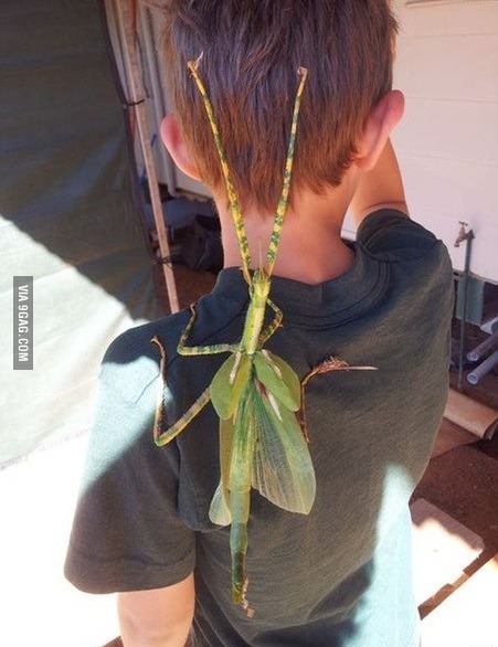 Honey, there&#039;s a kid on our bug...