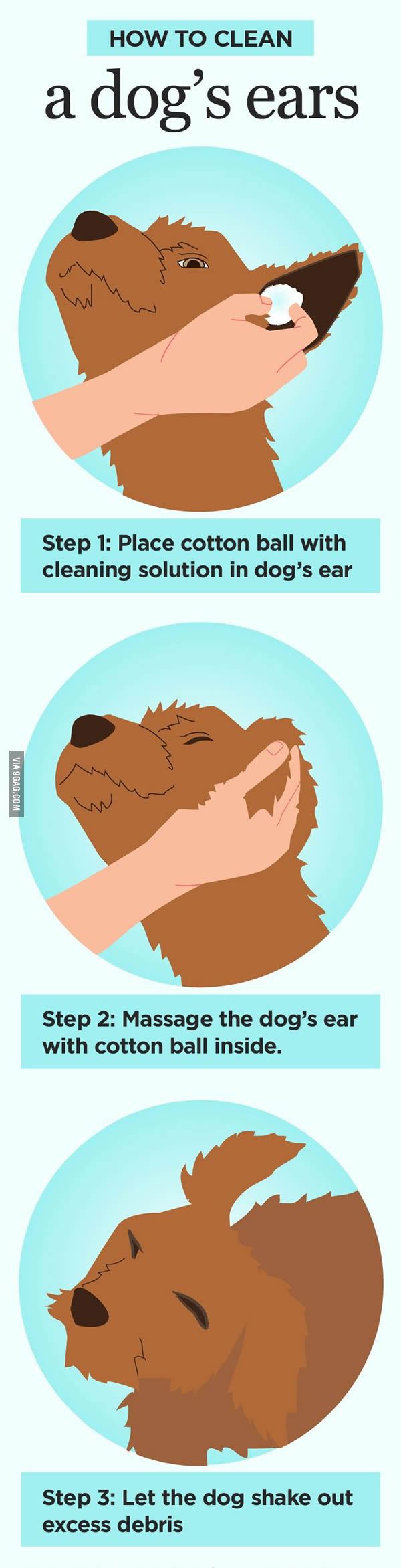 How to clean your dog&#039;s ear