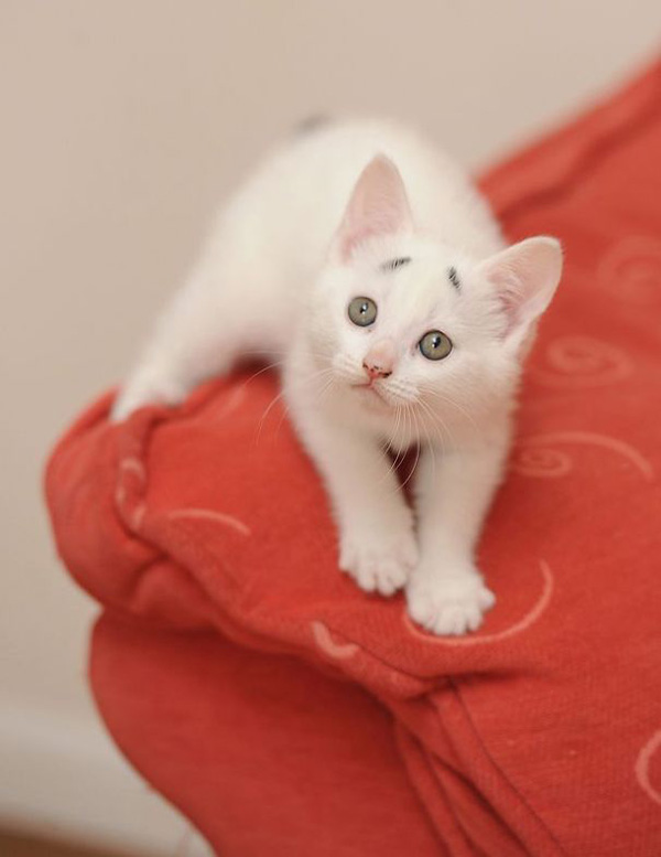 Meet The Adorable 8 Week-Old Kitten Born With Permanently Worried-Looking Eyebrows