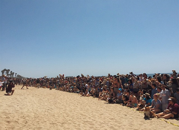 More Than 600 Corgis Attended 'Corgi Beach Day' And It Was Every Bit Of Amazing