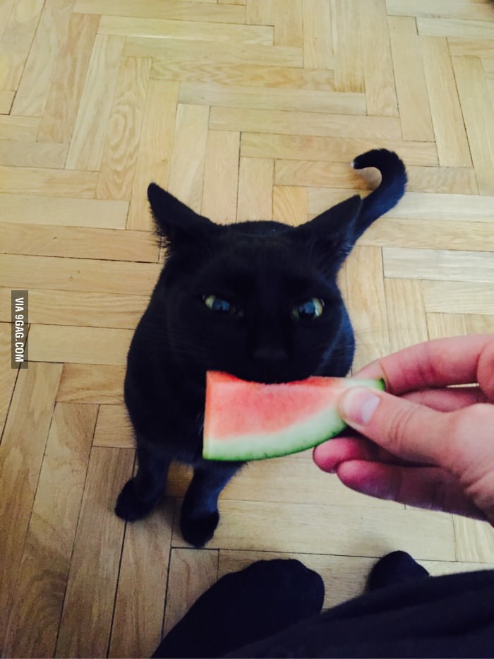 My cat loves watermelon