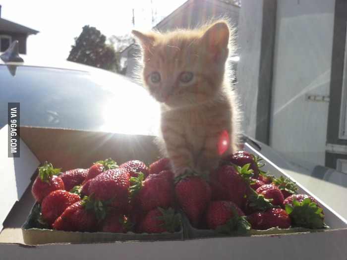 My co-worker just got a new kitten. This is Beans.