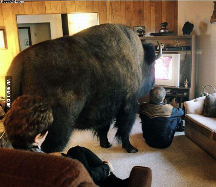 My dog has grown so big, he&#039;s blocking the TV