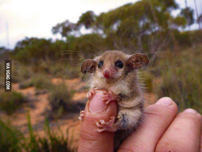 Not all Australian animals are trying to kill you