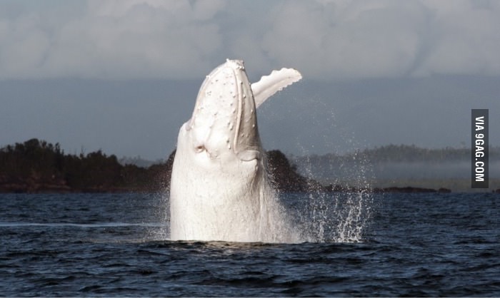 One of the few albino whales on earth